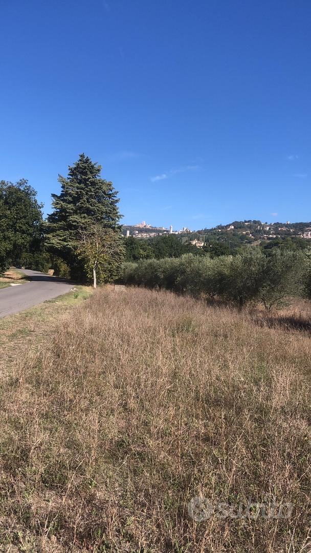 Terreno con oliveti - Vista 4