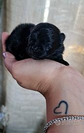 Femminuccia spitz di Pomerania