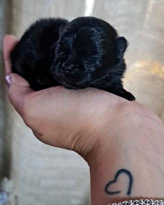 Femminuccia spitz di Pomerania