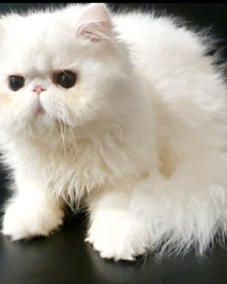 Gatto disponibile maschietto persiano ipertipico