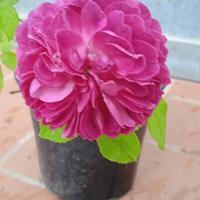 Pianta rosa Reine des Violettes profumata vaso 14