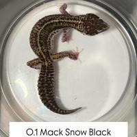 Geco leopardino - 0.1 Mack Snow Black Night Eclips
