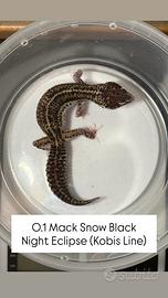 Geco leopardino - 0.1 Mack Snow Black Night Eclips