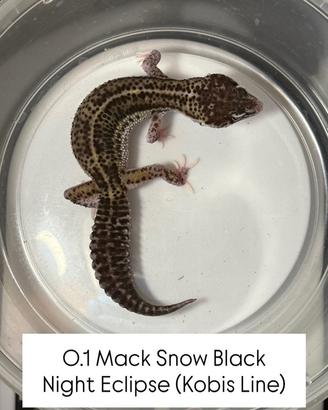 Geco leopardino - 0.1 Mack Snow Black Night Eclips