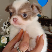 Chihuahua con pedigree Enci FCi