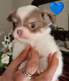 Chihuahua con pedigree Enci FCi