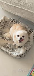Chihuahua femmina bianca
