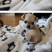 Chihuahua dolcissima