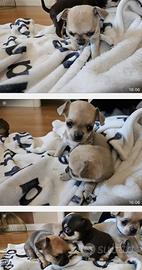 Chihuahua dolcissima