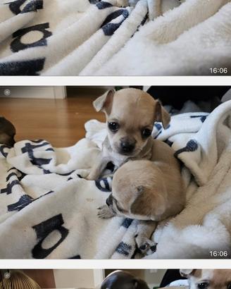 Chihuahua dolcissima