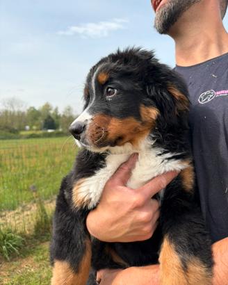 Cucciola bovaro del Bernese