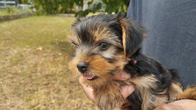 Cuccioli di Yorkshire terrier disponibili