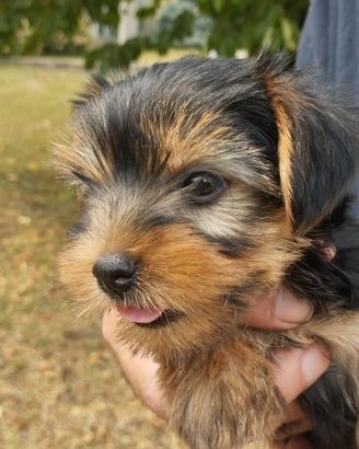 Cuccioli di Yorkshire terrier disponibili