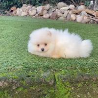 Spitz nano di Pomerania bianco o crema