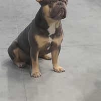 Bulldog francese per Monta
