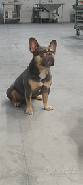 Bulldog francese per Monta