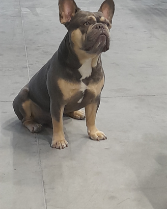 Bulldog francese per Monta