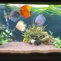 Acquario Rio 450