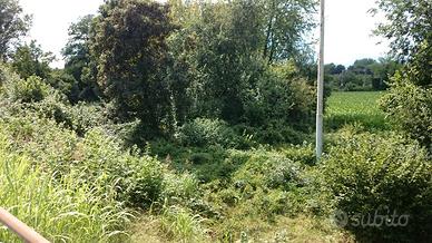 Terreno agricolo incolto pianeggiante a Tarcento