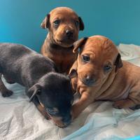 Cuccioli Pinscher originali