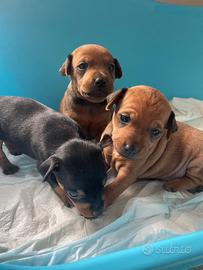 Cuccioli Pinscher originali