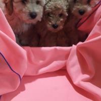 Barboncini nani piccoli e toy