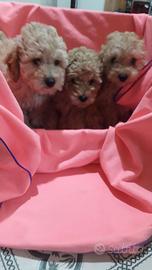 Barboncini nani piccoli e toy