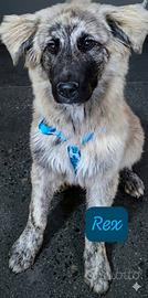 Cuccioli incrocio pastore tedesco