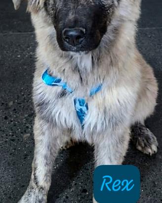 Cuccioli incrocio pastore tedesco