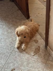 Maltipoo