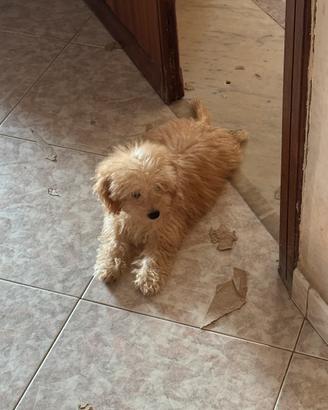 Maltipoo