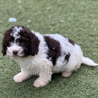 Lagotto romagnolo