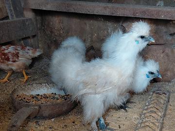 Giovanissimi galletti di moroseta