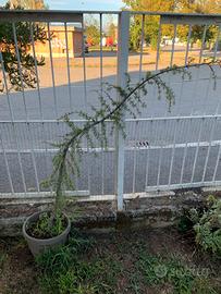 Cedro deodara pendula