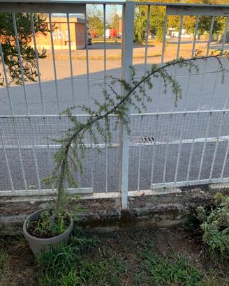 Cedro deodara pendula
