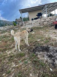 Kangal