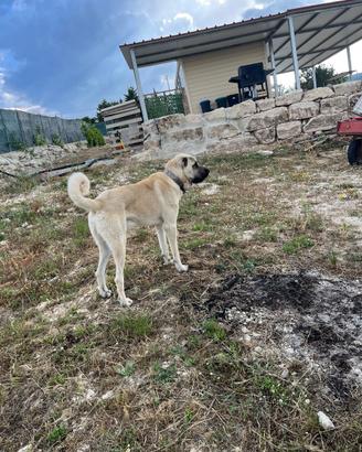 Kangal