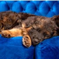 Cucciole di pastore tedesco con pedigree