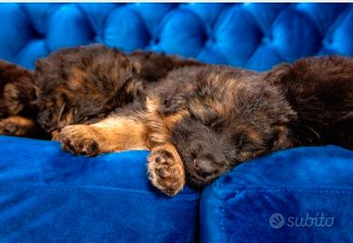 Cucciole di pastore tedesco con pedigree