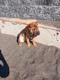 Cucciolo di sharpei