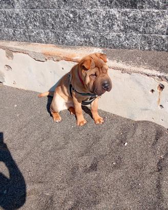 Cucciolo di sharpei