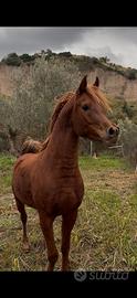 Stallone purosangue arabo