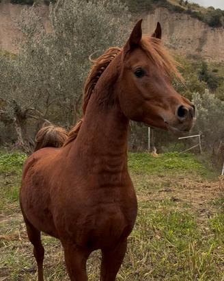 Stallone purosangue arabo