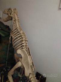 T-rex  scheletro +rivestimento da vetrina