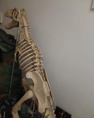 T-rex  scheletro +rivestimento da vetrina