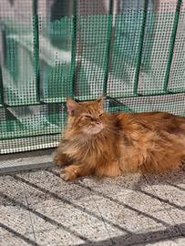 Maine coon