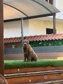 Shar Pei maschietto(Lillac)