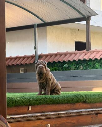Shar Pei maschietto(Lillac)
