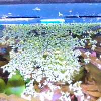 Lemma minor. Lenticchia d'acqua Piante acquario