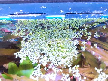 Lemma minor. Lenticchia d'acqua Piante acquario